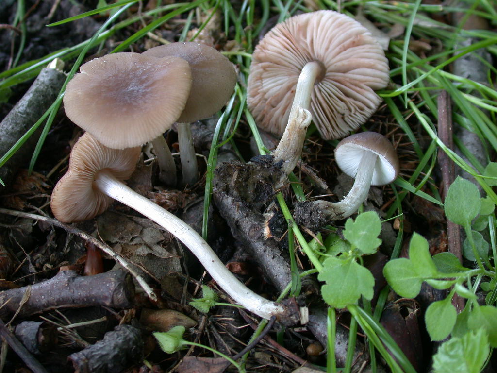 Oggi N�4... 12 Giugno 2010